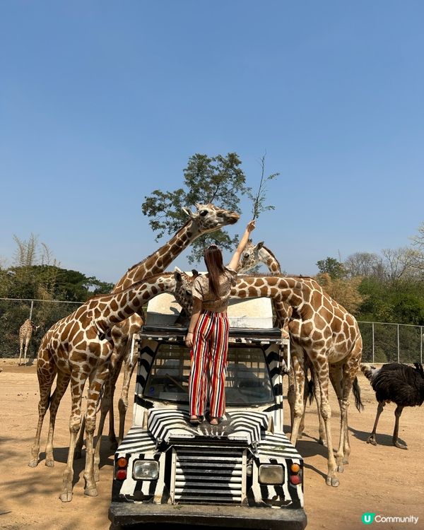 近距離同🦒接觸攻略