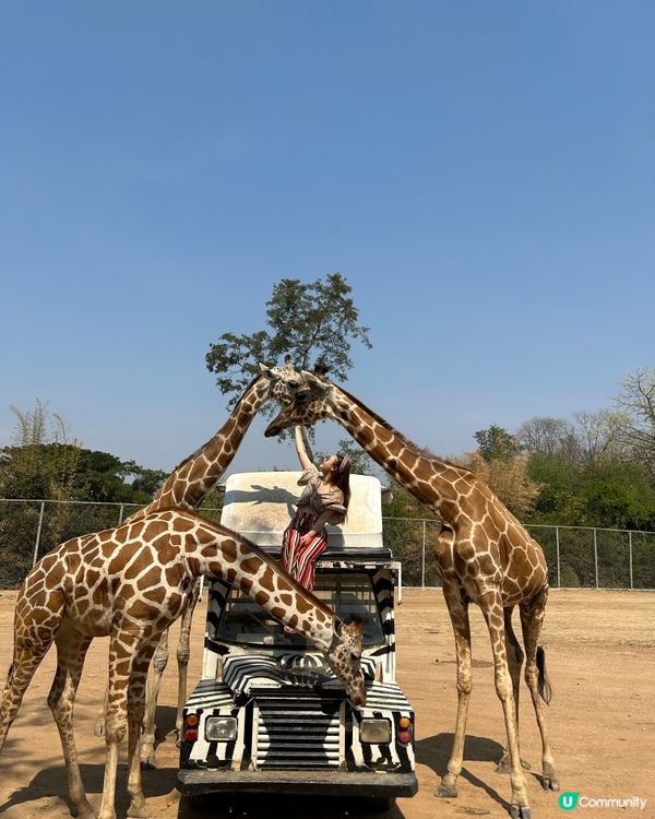 近距離同🦒接觸攻略