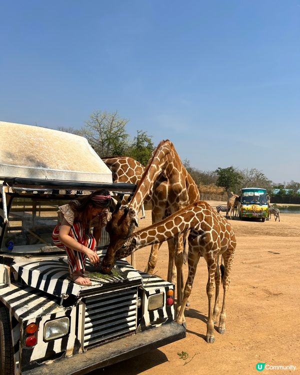 近距離同🦒接觸攻略