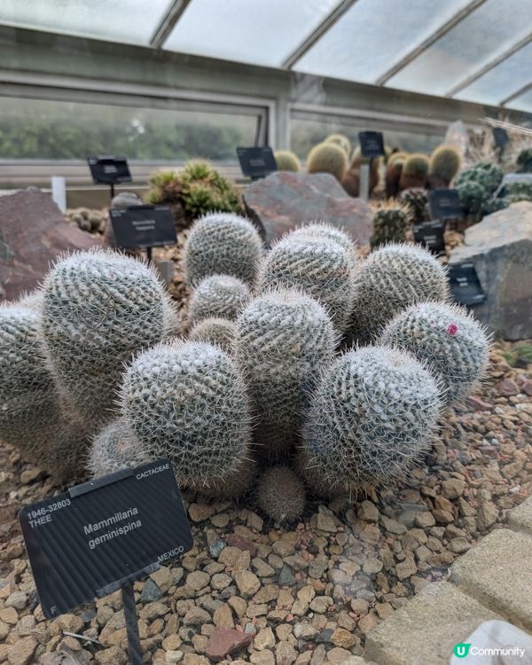 終於明白邱園為什麼要辦年票