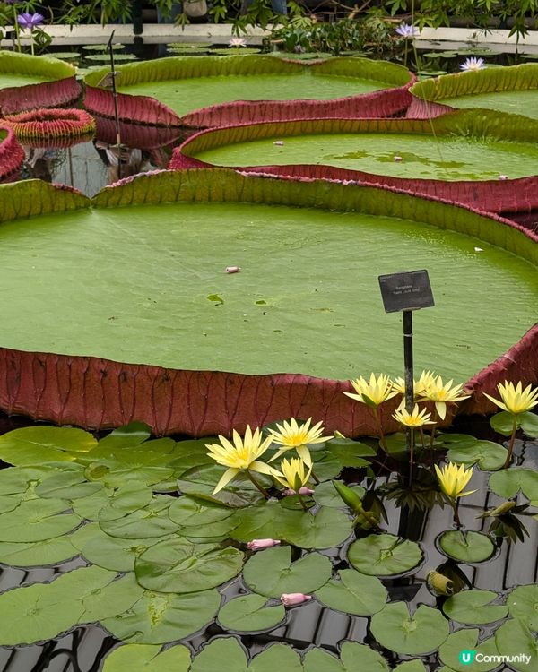 終於明白邱園為什麼要辦年票