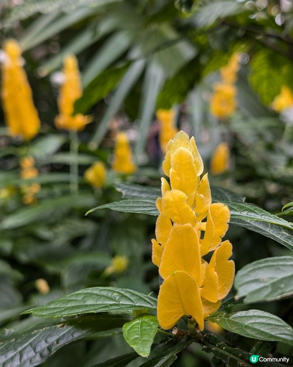 終於明白邱園為什麼要辦年票