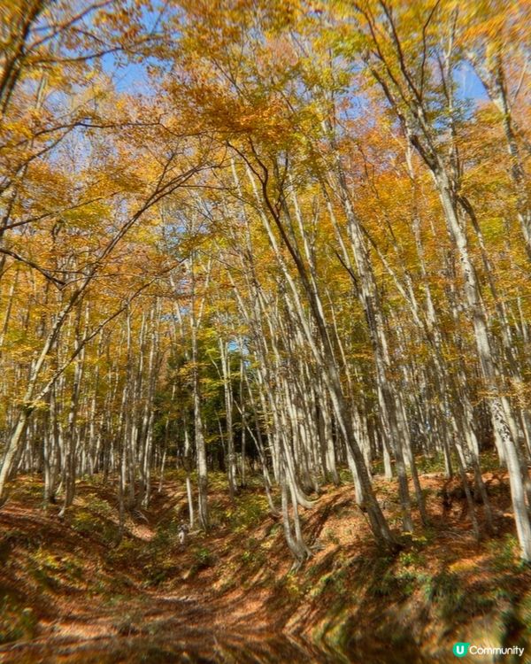 秋之新潟 美人林