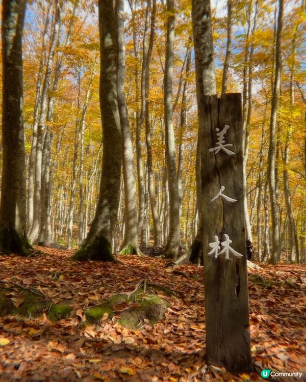 秋之新潟 美人林