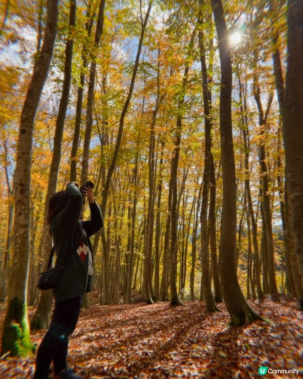 秋之新潟 美人林