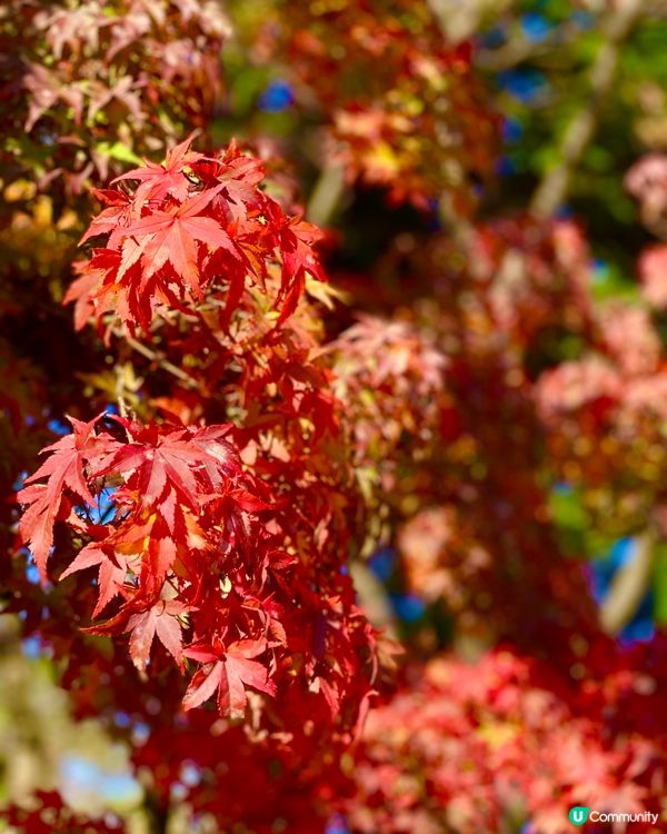 🗺️《開始plan吓》🎌青森🏯弘前城🍁秋天旅行