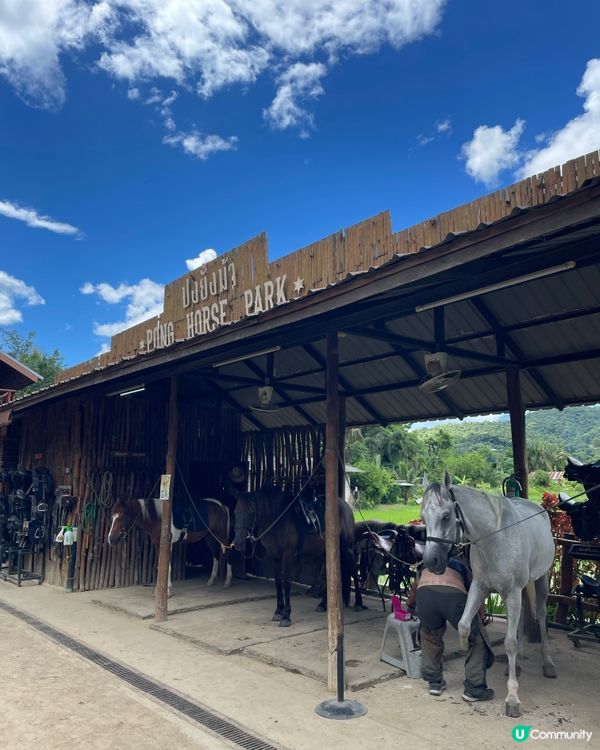 清邁玩樂🤓 騎馬漫步🐎