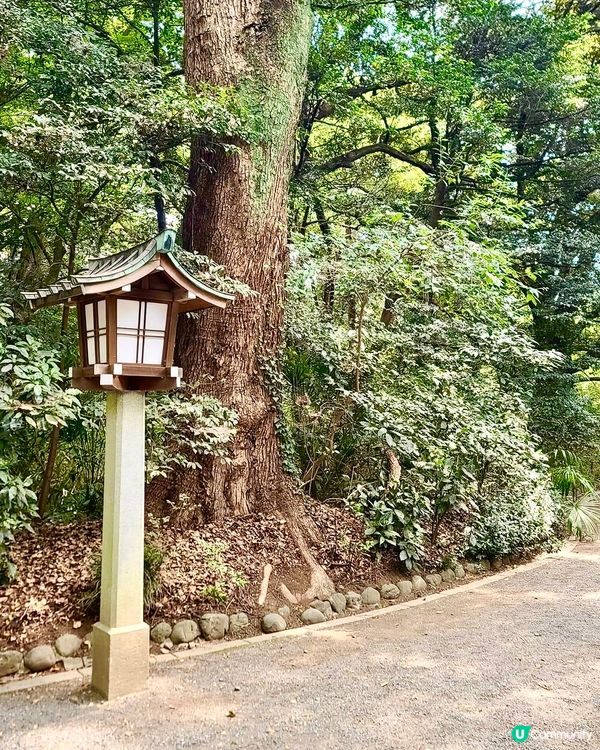 綠悠悠的「明治神宮」