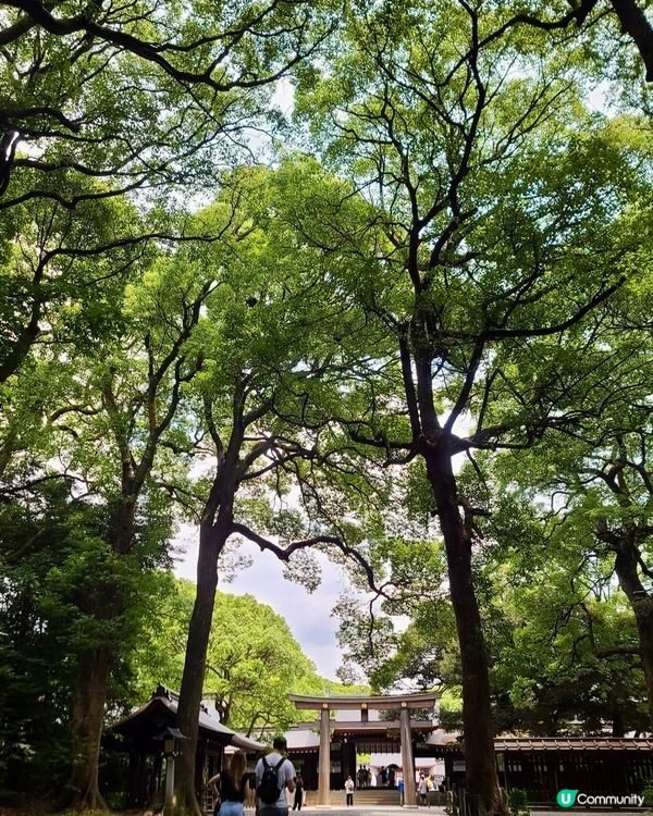 綠悠悠的「明治神宮」