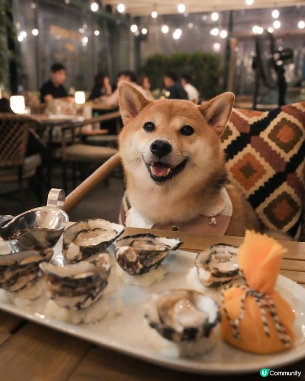 <寵物友善> 高質西餐分享