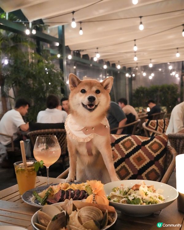 <寵物友善> 高質西餐分享