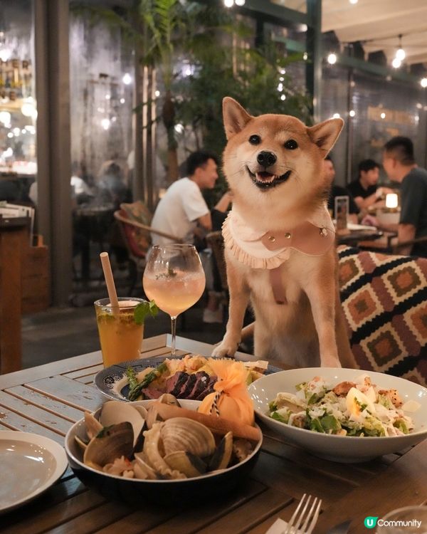 <寵物友善> 高質西餐分享