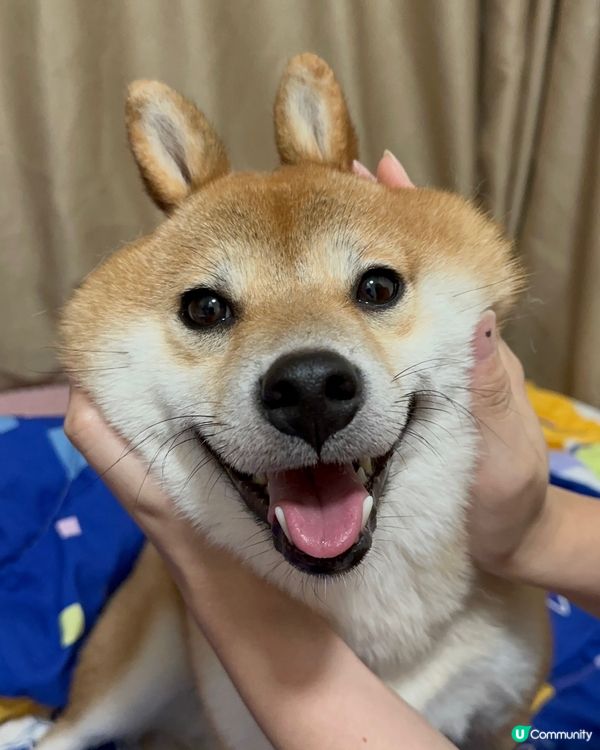 <兔仔矇矇> 中秋最岩扮兔兔