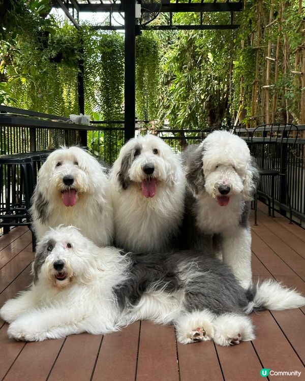 真愛在曼谷-古代牧羊犬cafe融化我心