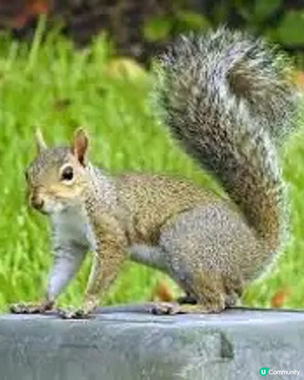 夏天嘅多倫多好漂亮！偶遇活潑嘅小松鼠🐿️