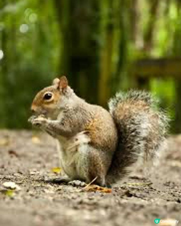 夏天嘅多倫多好漂亮！偶遇活潑嘅小松鼠🐿️