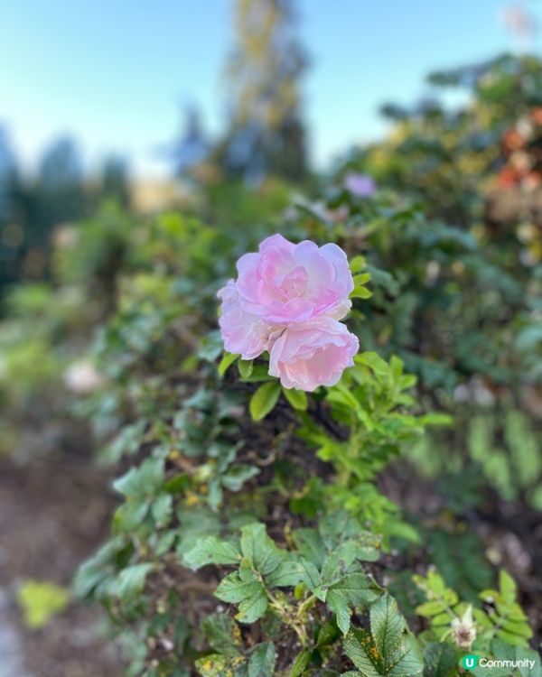 🌾🪻花花世界🌸🌻