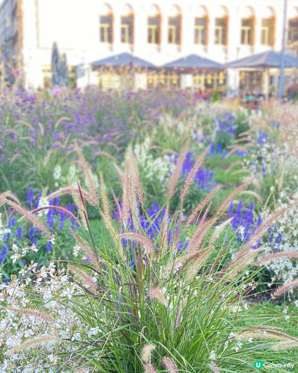 🌾🪻花花世界🌸🌻