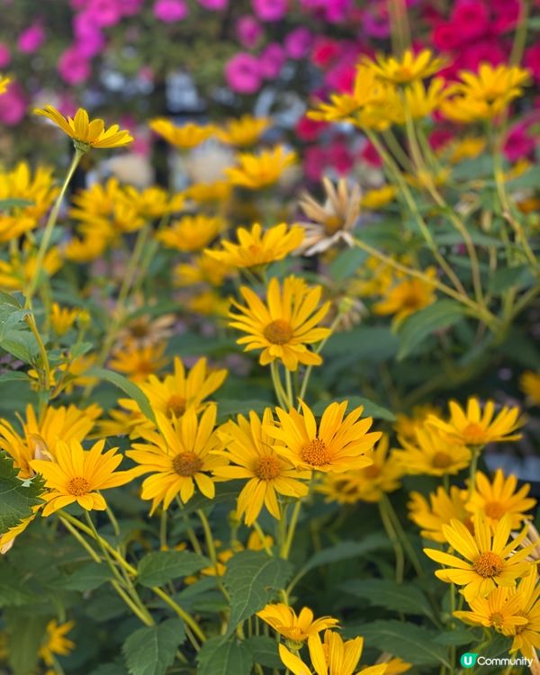 🌾🪻花花世界🌸🌻