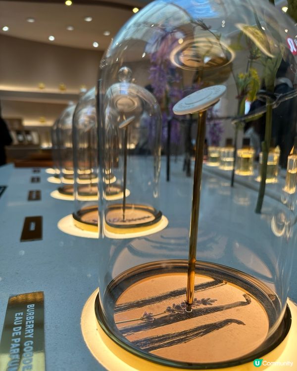 Burberry 新香氛登場 👃🏻✨