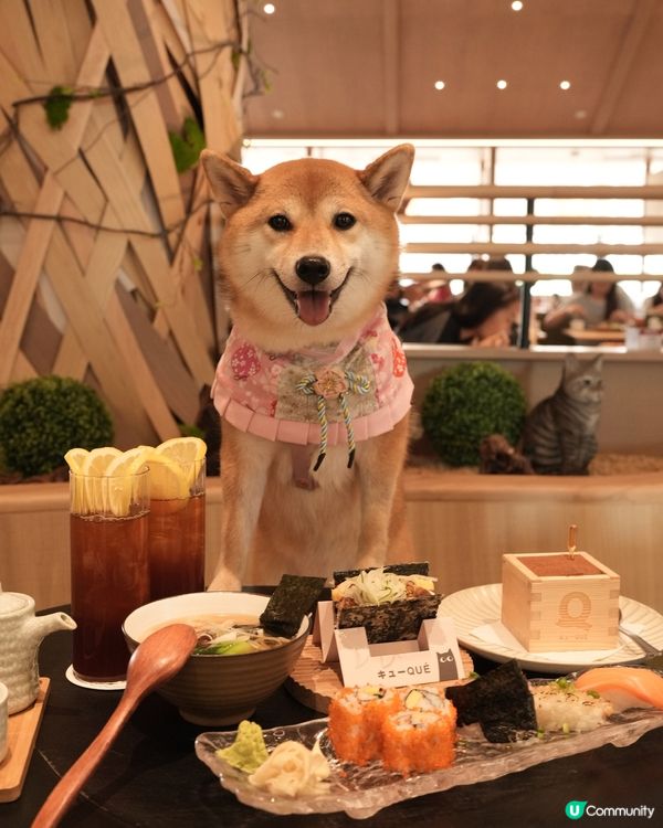 餐廳係好多地方都有分店可以俾毛孩入~