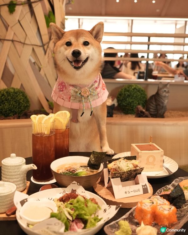 餐廳係好多地方都有分店可以俾毛孩入~