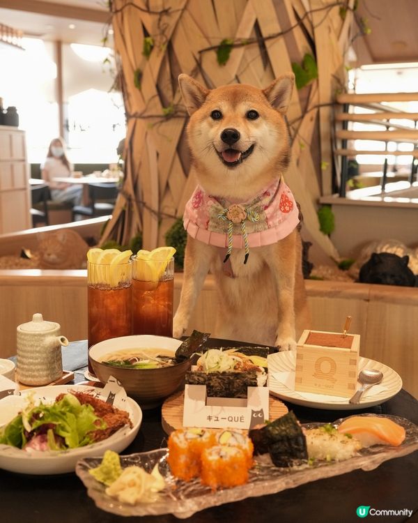 餐廳係好多地方都有分店可以俾毛孩入~