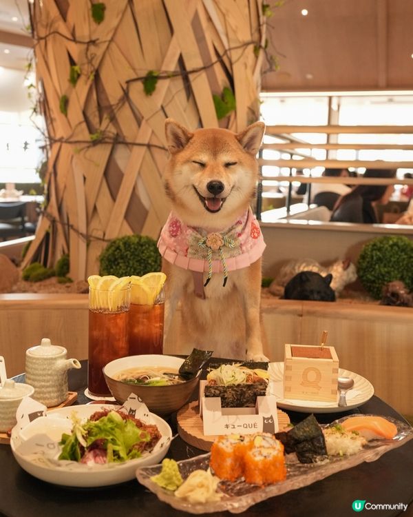 餐廳係好多地方都有分店可以俾毛孩入~