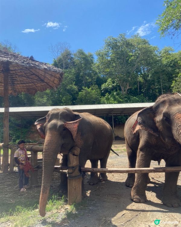 清邁大象體驗🐘💦  拒絕騎大笨象🚫