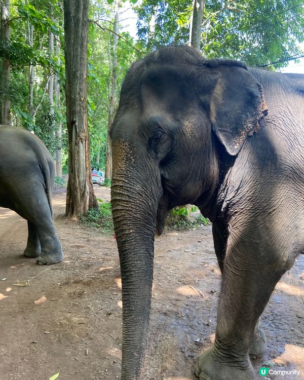 清邁大象體驗🐘💦  拒絕騎大笨象🚫