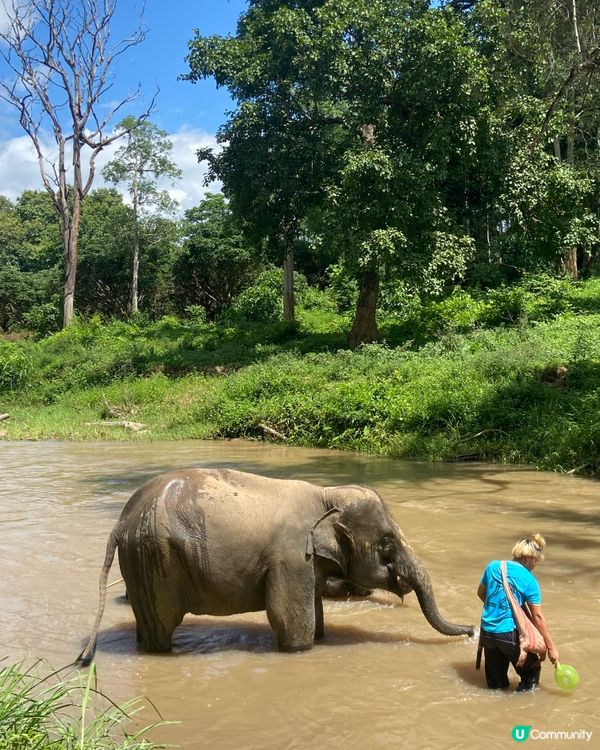 清邁大象體驗🐘💦  拒絕騎大笨象🚫