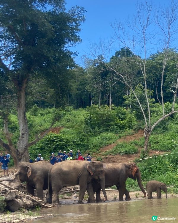 清邁大象體驗🐘💦  拒絕騎大笨象🚫