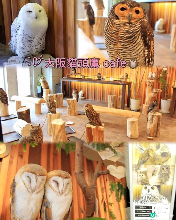 大阪可愛貓頭鷹Café🦉Owl Cafe Chouette