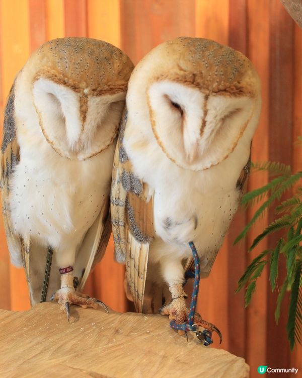 大阪可愛貓頭鷹Café🦉Owl Cafe Chouette