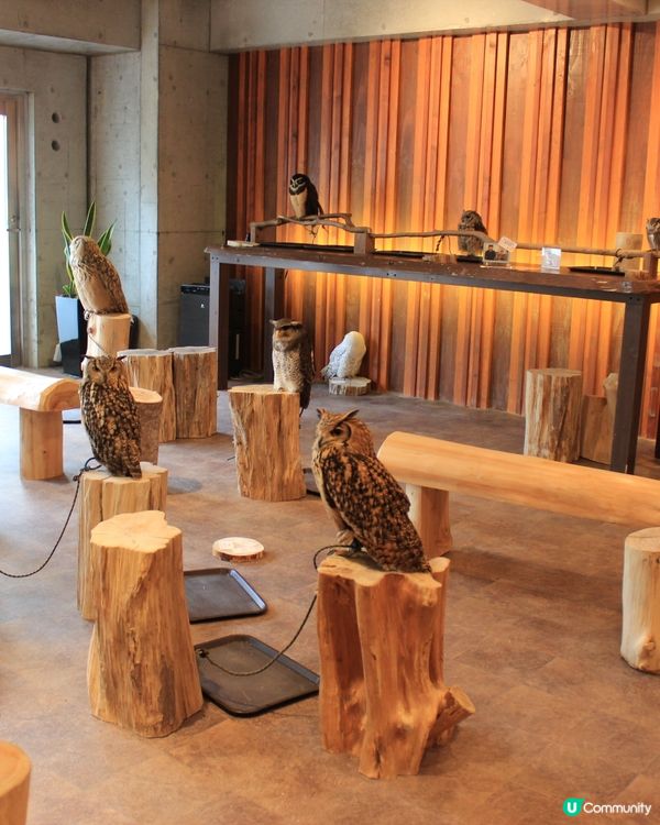 大阪可愛貓頭鷹Café🦉Owl Cafe Chouette