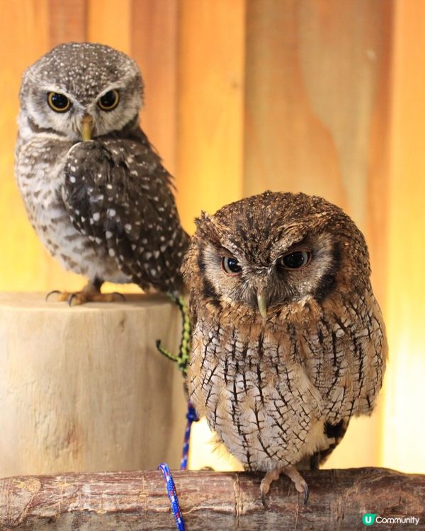 大阪可愛貓頭鷹Café🦉Owl Cafe Chouette