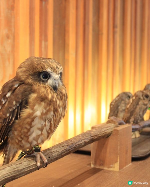 大阪可愛貓頭鷹Café🦉Owl Cafe Chouette