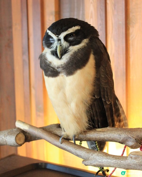 大阪可愛貓頭鷹Café🦉Owl Cafe Chouette