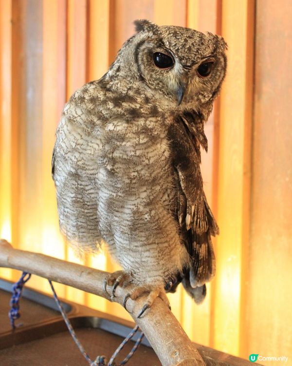 大阪可愛貓頭鷹Café🦉Owl Cafe Chouette
