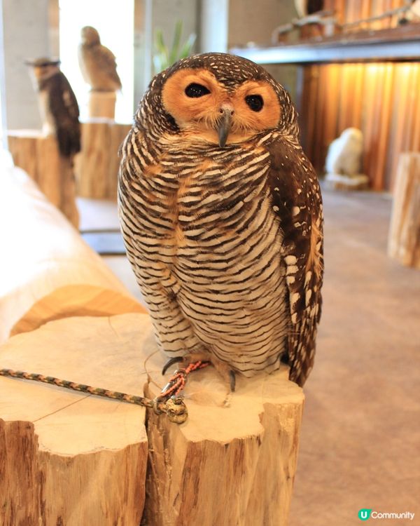 大阪可愛貓頭鷹Café🦉Owl Cafe Chouette