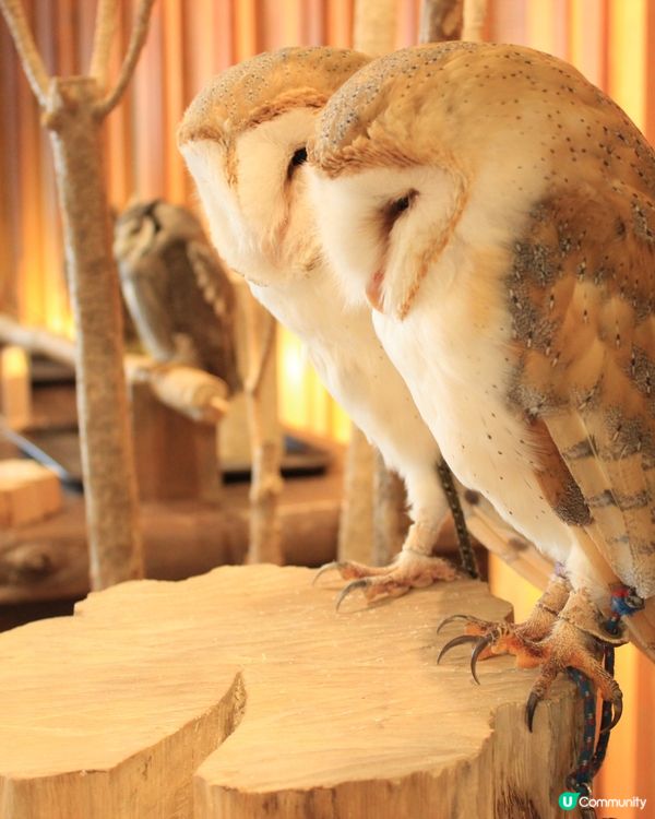 大阪可愛貓頭鷹Café🦉Owl Cafe Chouette