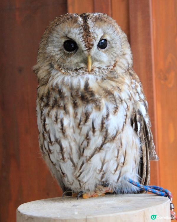 大阪可愛貓頭鷹Café🦉Owl Cafe Chouette
