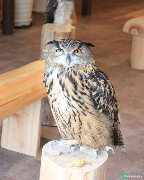 大阪可愛貓頭鷹Café🦉Owl Cafe Chouette