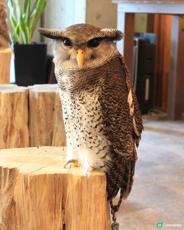 大阪可愛貓頭鷹Café🦉Owl Cafe Chouette
