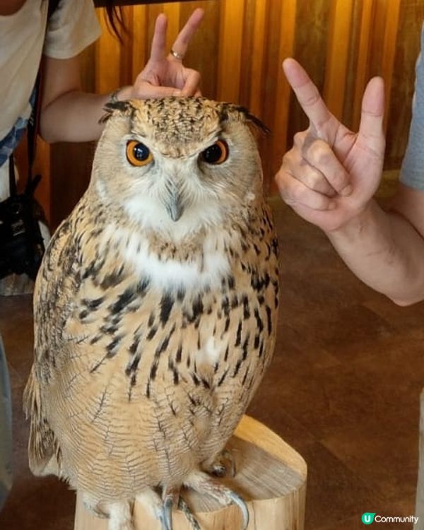 大阪可愛貓頭鷹Café🦉Owl Cafe Chouette