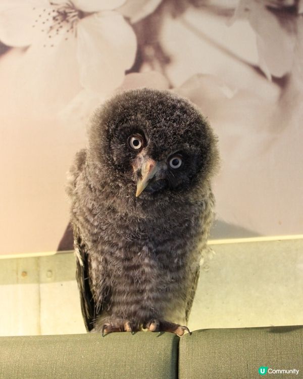 大阪可愛貓頭鷹Café🦉Owl Cafe Chouette
