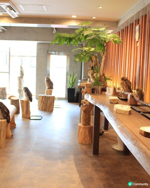 大阪可愛貓頭鷹Café🦉Owl Cafe Chouette
