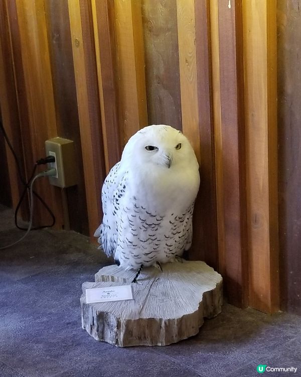 大阪可愛貓頭鷹Café🦉Owl Cafe Chouette