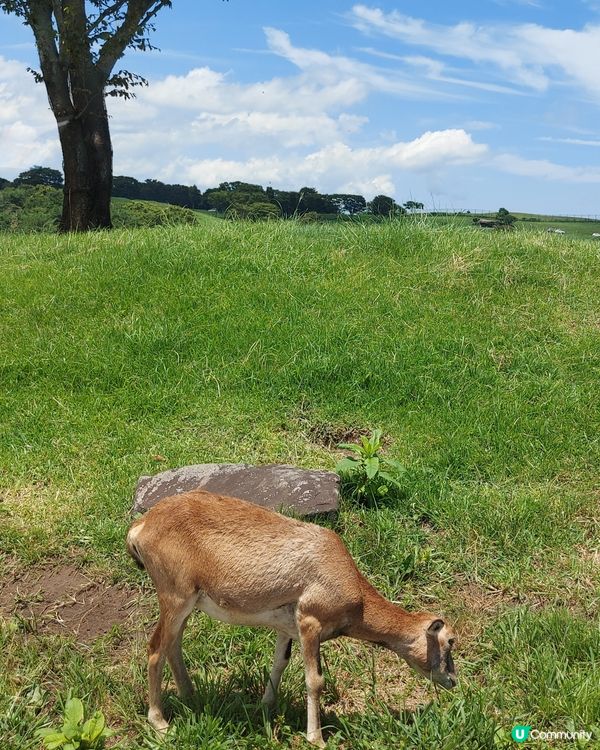 九州自然動物公園