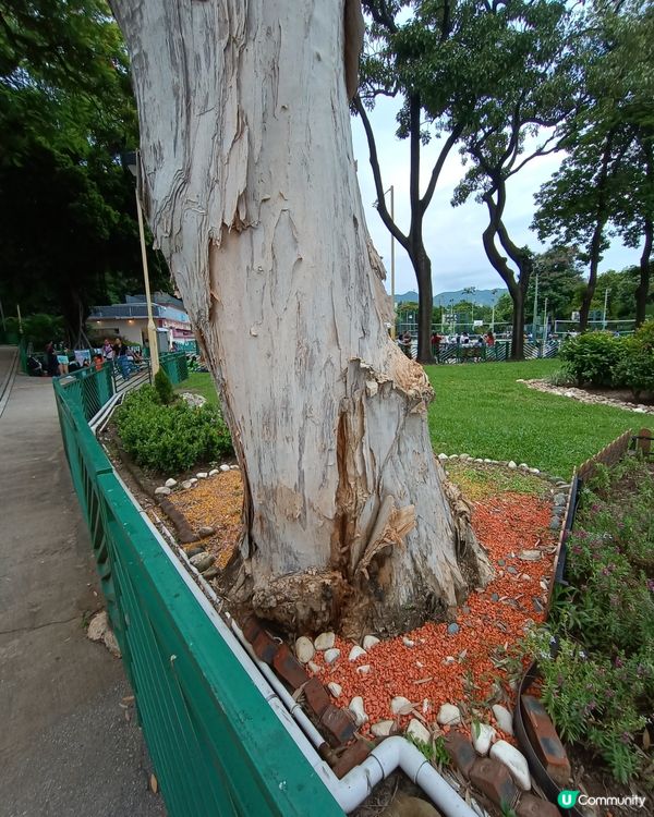 特別靚的公園🌳
